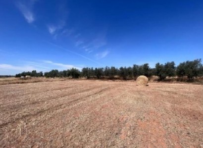 Achna, Famagusta Agricultural Field For Sale | WW31008
