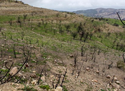 Koilani, Limassol Agricultural Field For Sale | WW31080