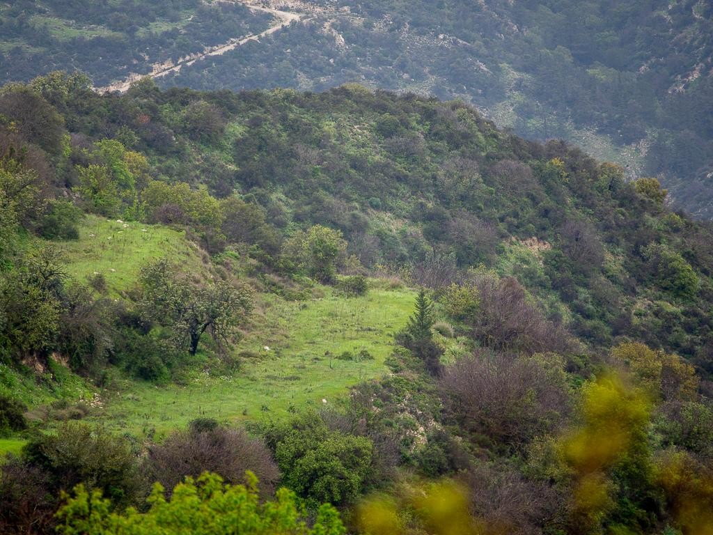 Field - Akoursos, Paphos