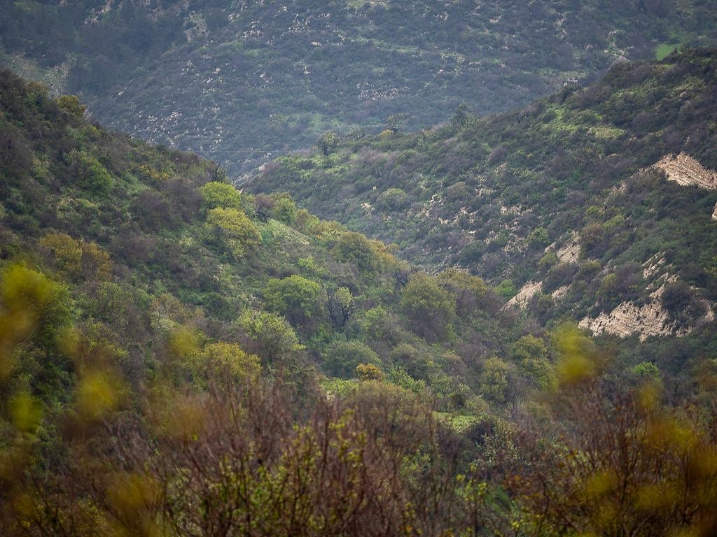 Field - Kathikas, Paphos