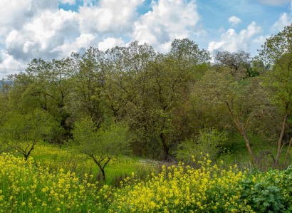 Drymou, Paphos Agricultural Field For Sale | WW31123