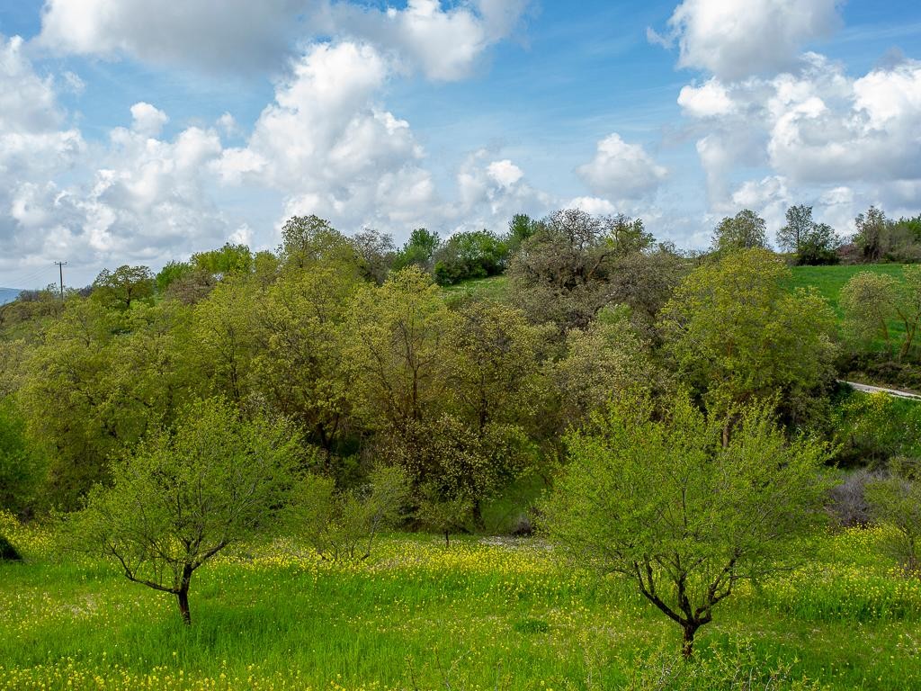 Field - Drymou, Paphos
