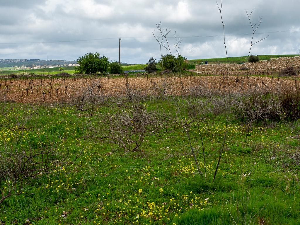Field - Kathikas, Paphos