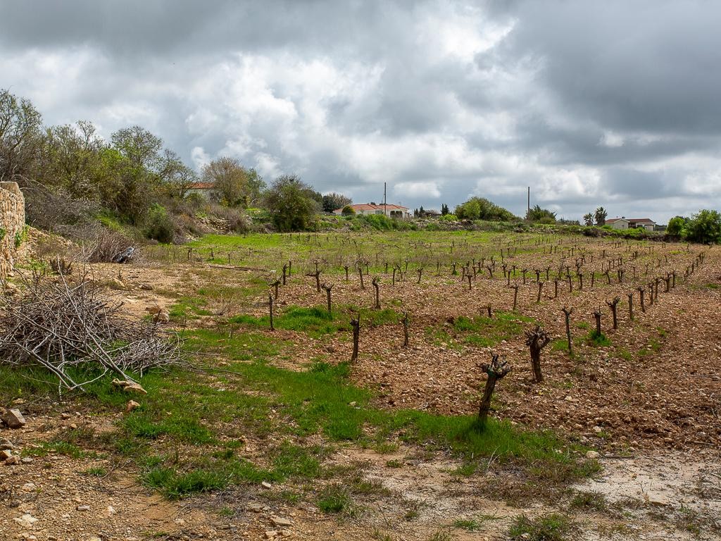 Field - Kathikas, Paphos