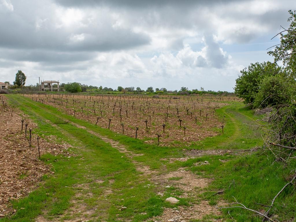 Field - Kathikas, Paphos