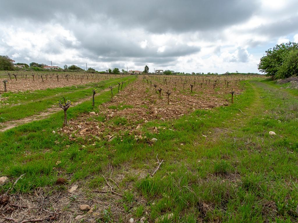 Field - Kathikas, Paphos