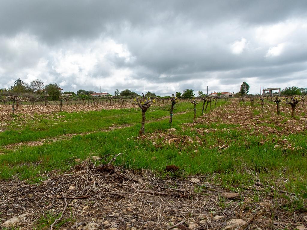 Field - Kathikas, Paphos