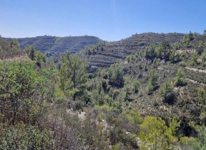 Silikou, Limassol Agricultural Field For Sale | WW31190