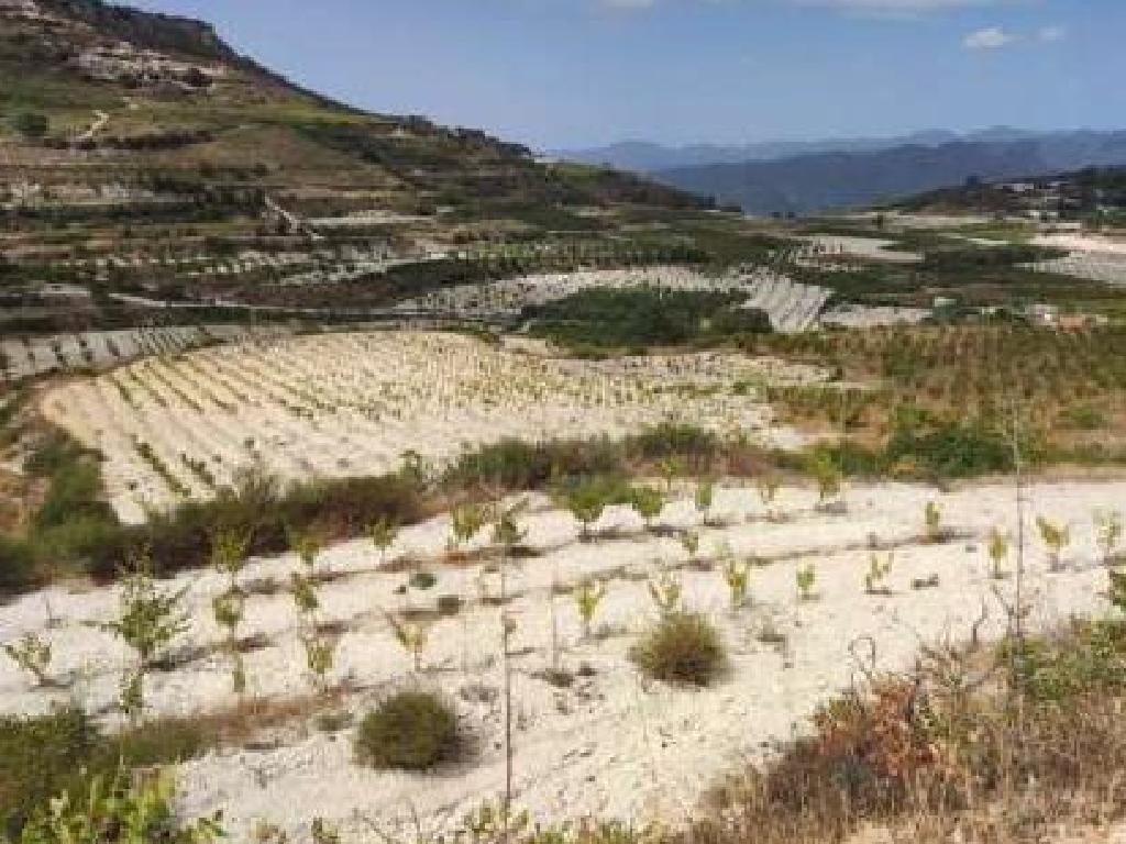 Omodos, Limassol Agricultural Field For Sale | WW31197