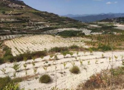 Omodos, Limassol Agricultural Field For Sale | WW31197