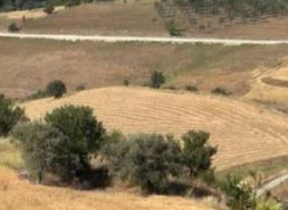 Drymou, Paphos Agricultural Field For Sale | WW31211