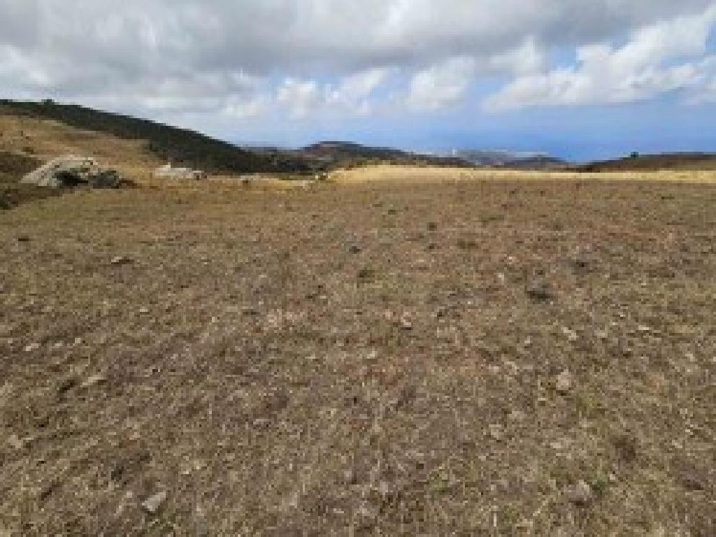 Ineia, Paphos Agricultural Field For Sale | WW31259