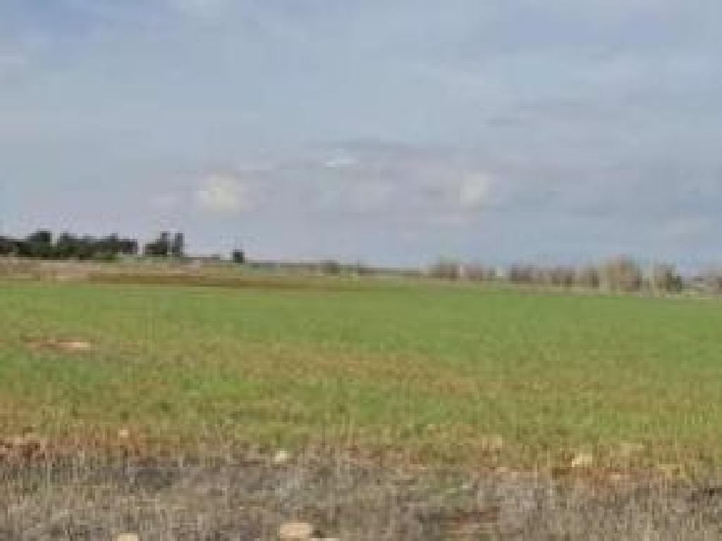 Frenaros, Famagusta Agricultural Field For Sale | WW31326