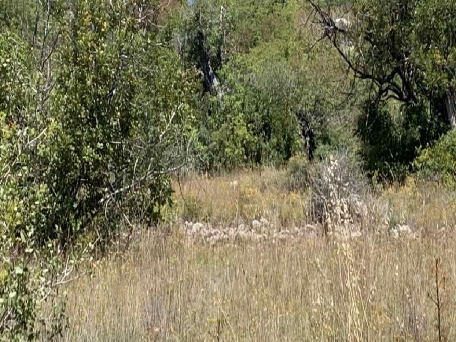 Kritou Tera, Paphos Agricultural Field For Sale | WW26694