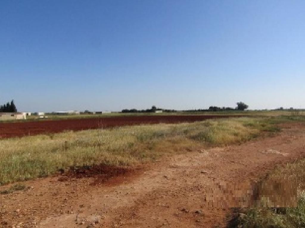 Field - Avgorou, Famagusta