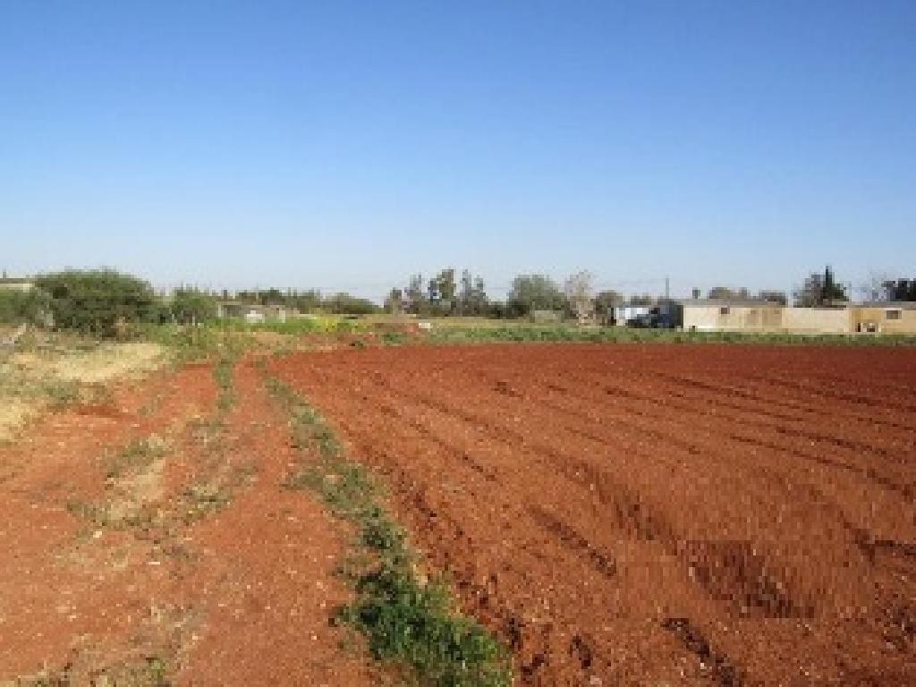Field - Avgorou, Famagusta