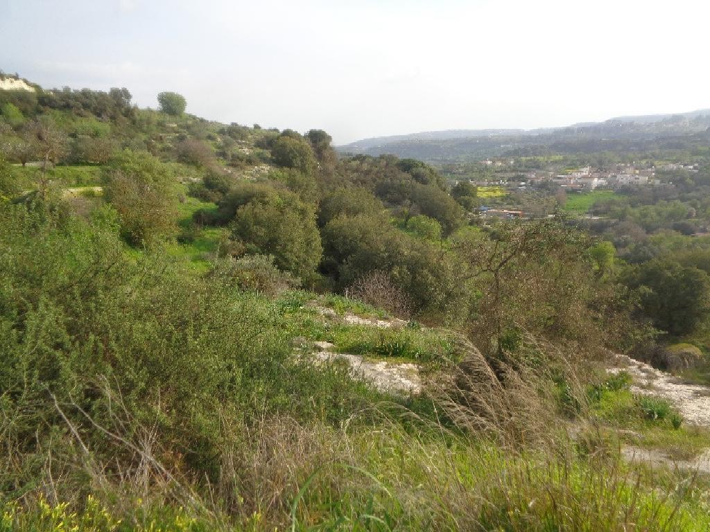 Field - Letymvou, Paphos