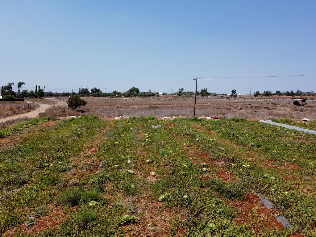 Field - Frenaros, Famagusta