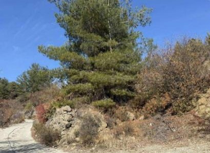 Kyperounta, Limassol Agricultural Field For Sale | WW31501