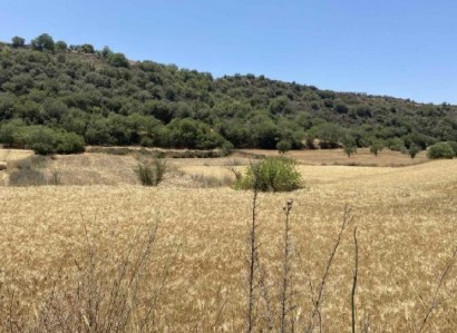 Drymou, Paphos Agricultural Field For Sale | WW31520