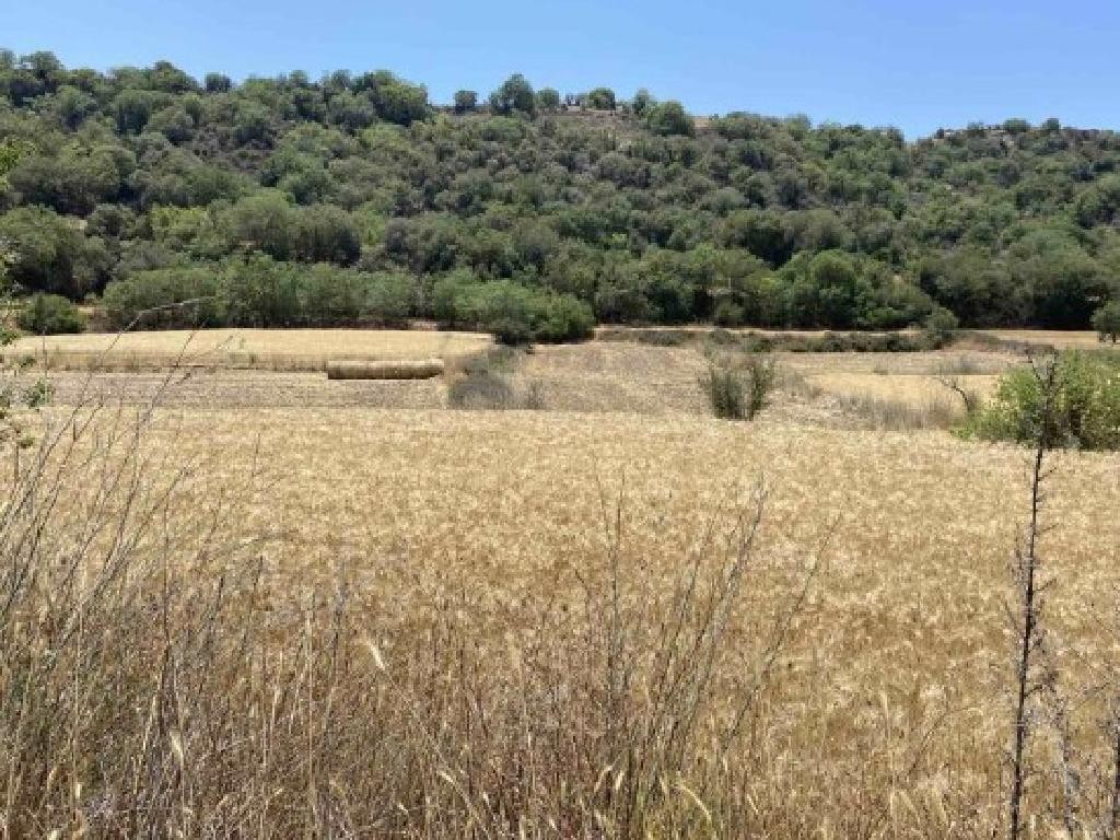 Field - Drymou, Paphos