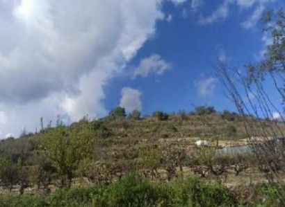 Stroumbi, Paphos Agricultural Field For Sale | WW31539