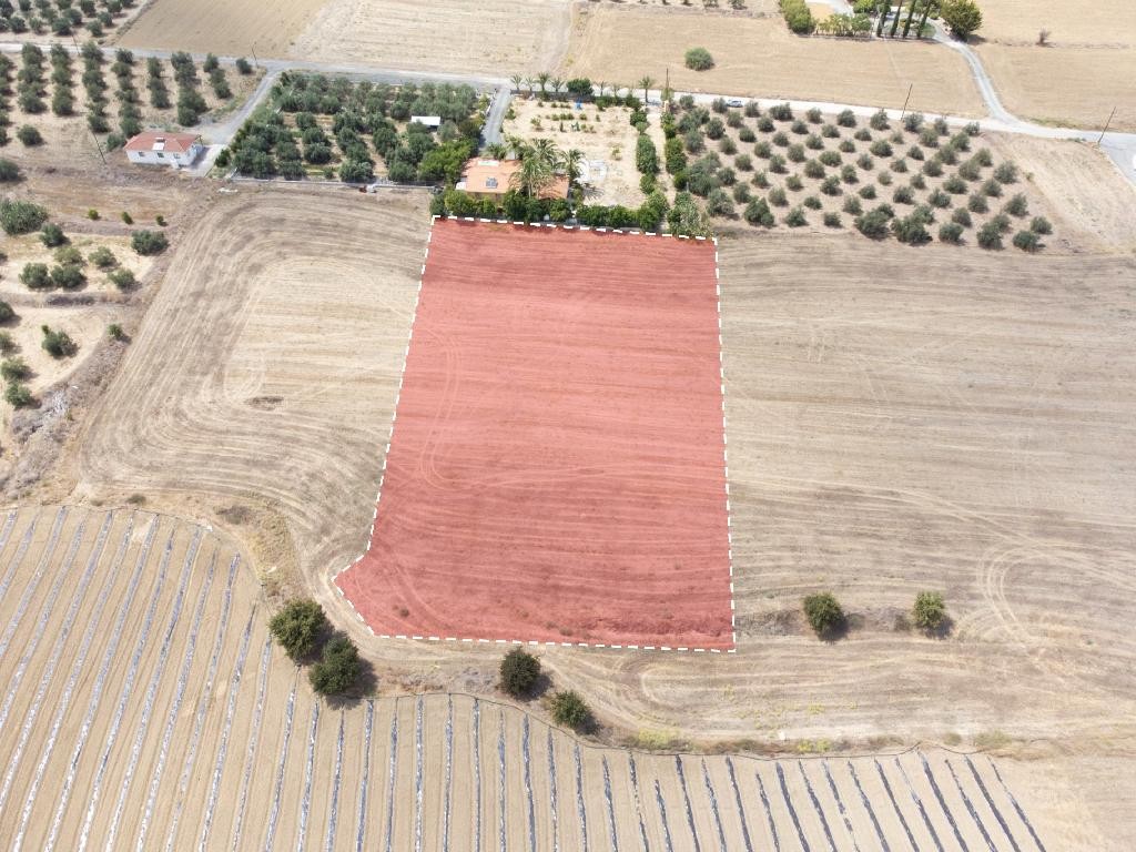 Field - Ergates, Nicosia