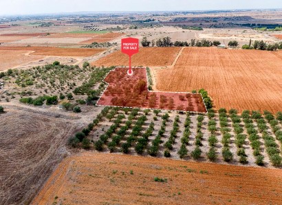 Avgorou, Famagusta Agricultural Field For Sale | WW31634