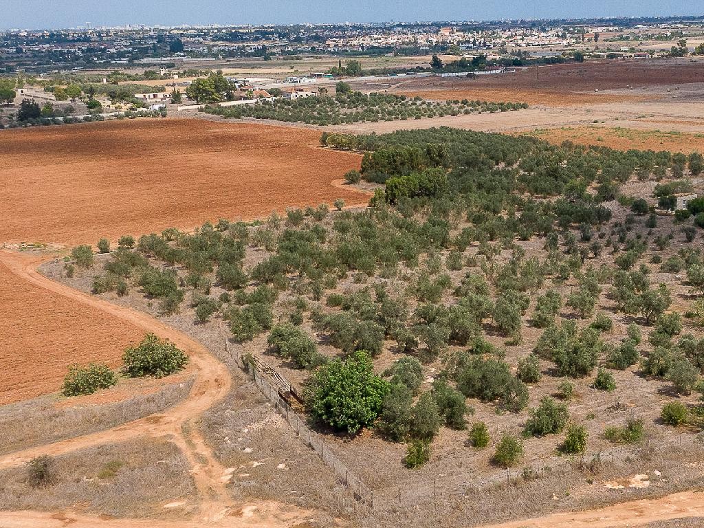 Field - Avgorou, Famagusta