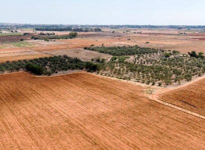 Avgorou, Famagusta Agricultural Field For Sale | WW31634