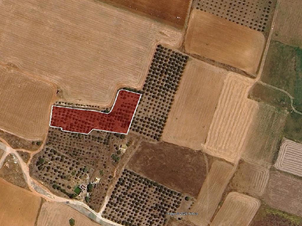 Field - Avgorou, Famagusta