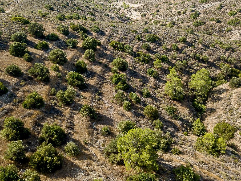 Field - Psevdas, Larnaca