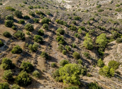 Psevdas, Larnaca Agricultural Field For Sale | WW31645