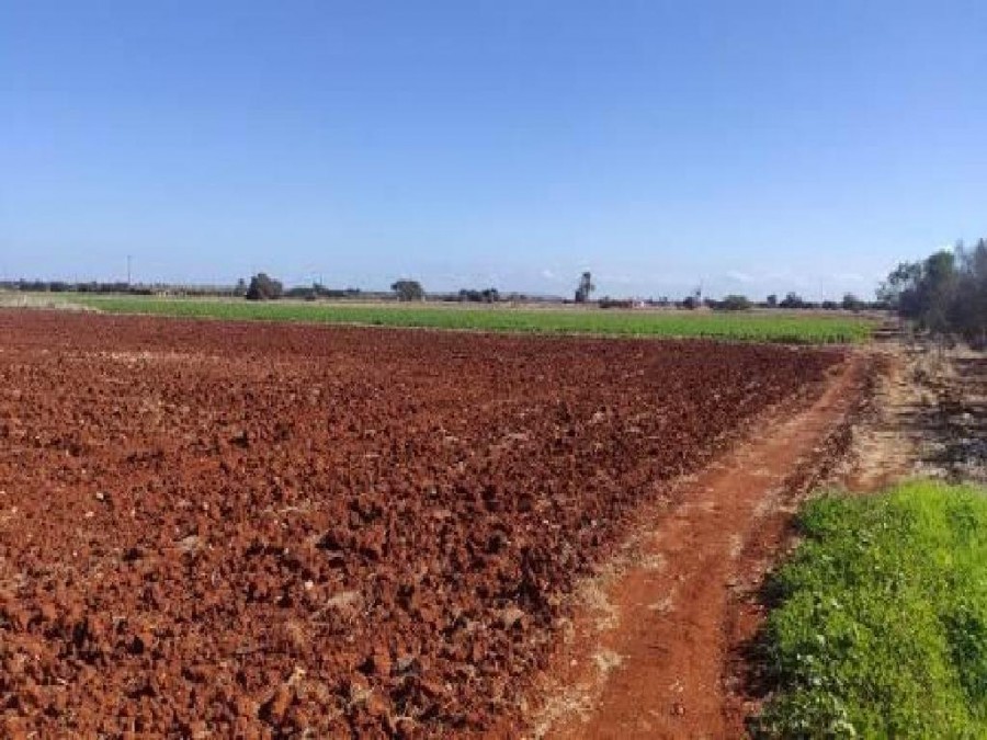 Field - Avgorou, Famausta