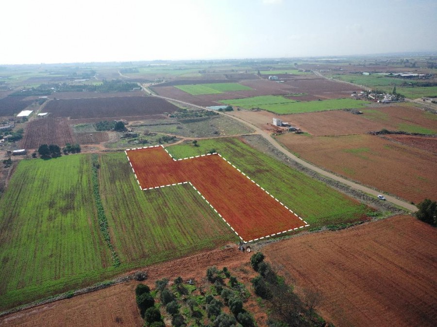 Field - Avgorou, Famagusta
