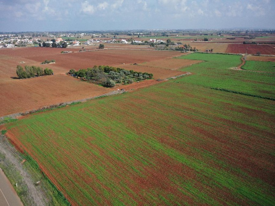 Field - Avgorou, Famagusta